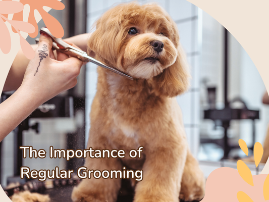 The Importance of Regular Grooming: More Than Just a Haircut! 🐾✨