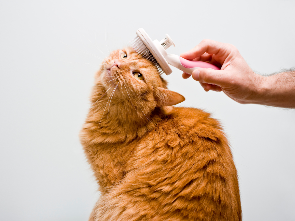 🐾 Top Mobile Pet Grooming Services in Singapore (2025 Guide)