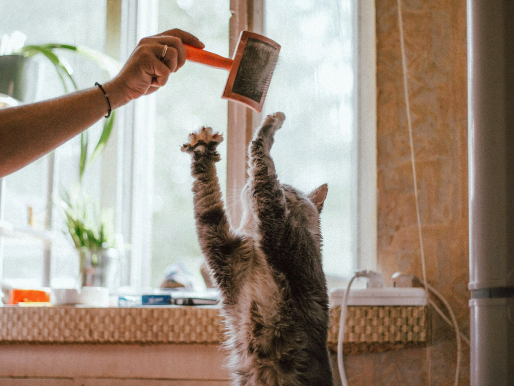 Inside Singapore’s Gentlest Pet Groomers: How The Grooming Angels Are Changing the Game