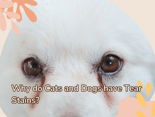 Why Do Cats and Dogs Have Tear Stains?