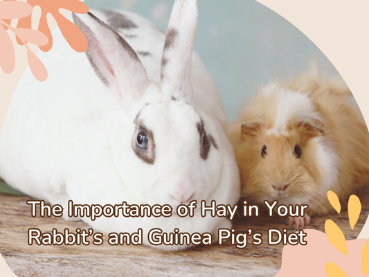 The Importance of Hay in Your Rabbit’s and Guinea Pig’s Diet