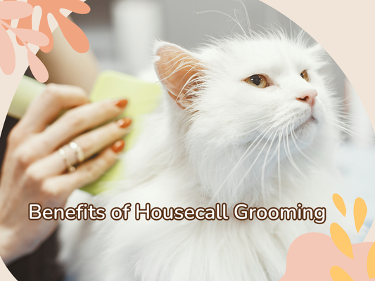 How Mobile Pet Grooming Benefits You and Your Pet