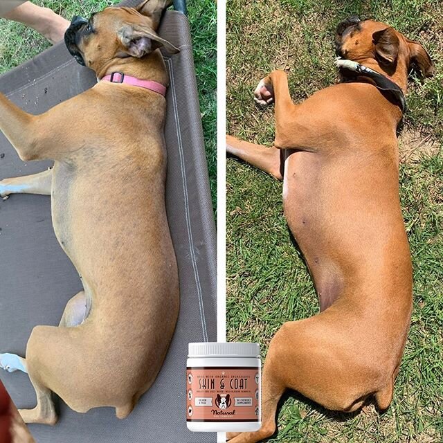 Natural Dog Company Skin & Coat Supplement