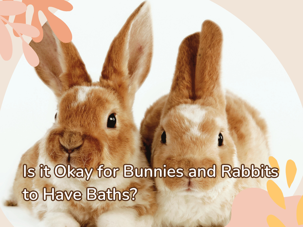 Is It Okay for Bunnies and Rabbits to Have Baths?