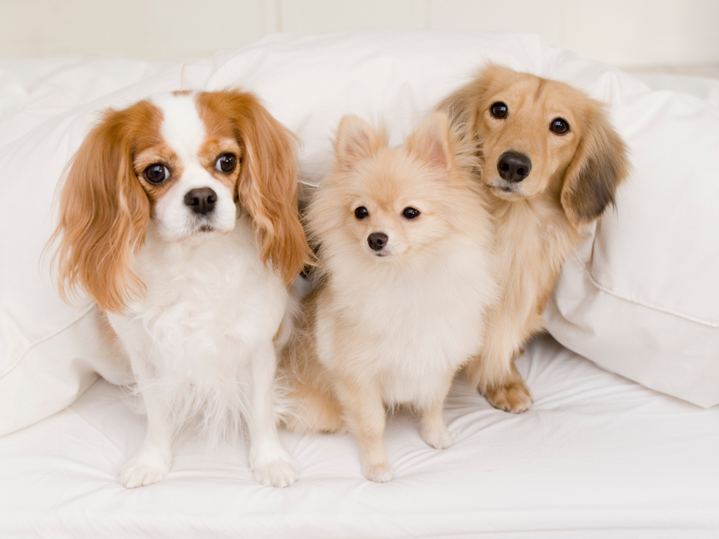 Top 5 Dog Breeds That Need Regular Grooming in Singapore (And Why!)