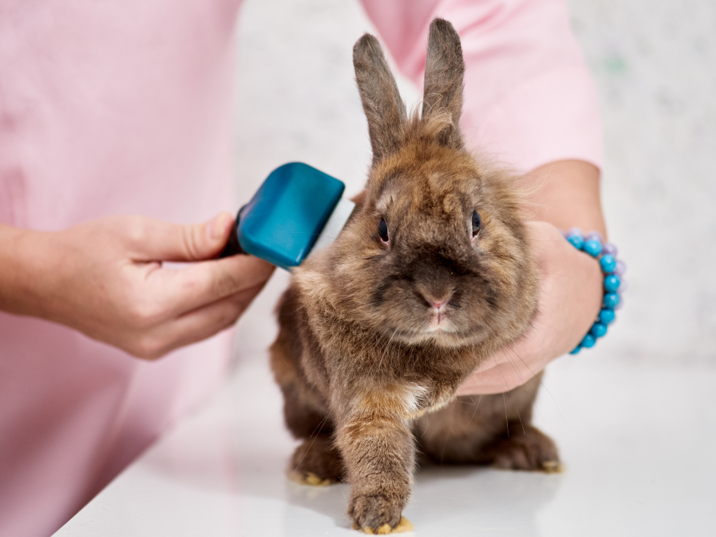 Gentle Rabbit Grooming in Singapore: What Every Bunny Parent Should Kn ...