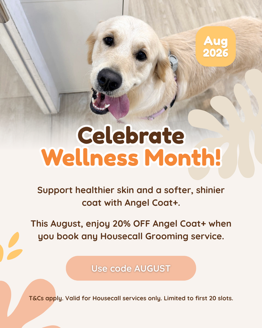 Enjoy 20% OFF Angel Coat+ for Your Pet's Healthier Skin & Coat