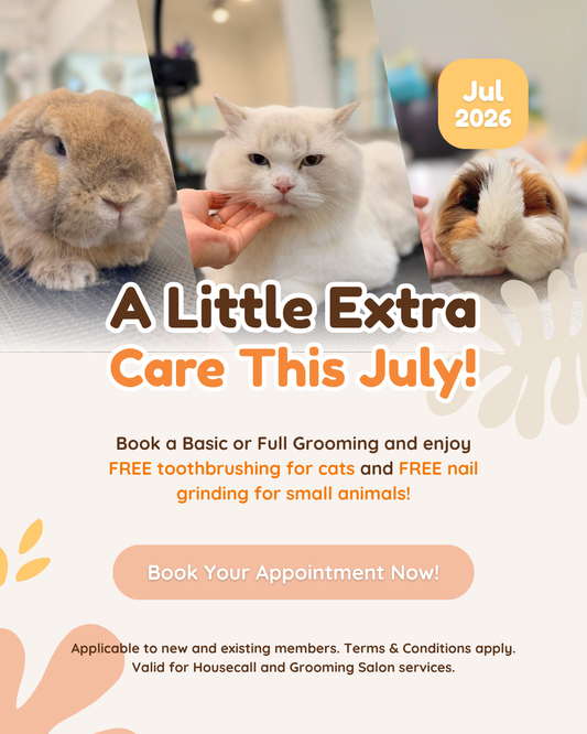 A Little Extra Care This July 🐱🐰