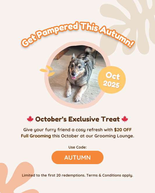 🍂 October Pamper Deal: $20 Off Full Grooming 🍂