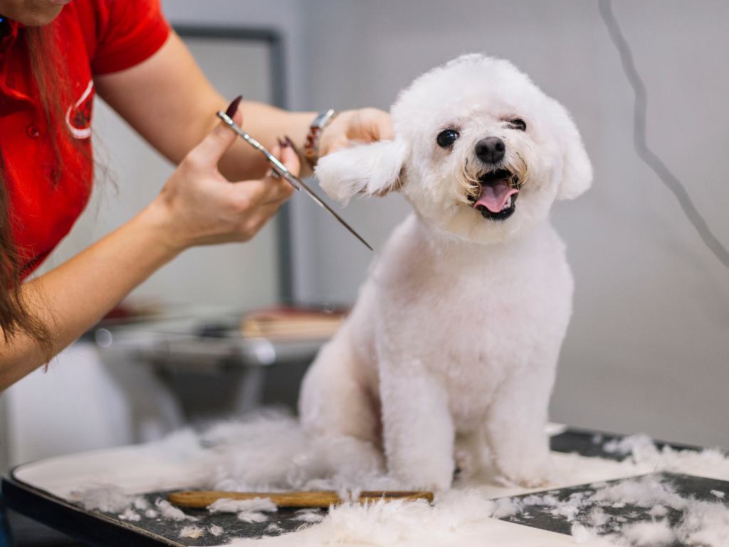 How Often Should You Groom Your Dog in Singapore's Climate?