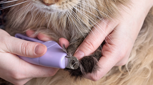 Harmful Effects Of Not Clipping Your Pets’ Nails