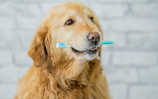 Do Cats and Dogs Need to Have Their Teeth Brushed?
