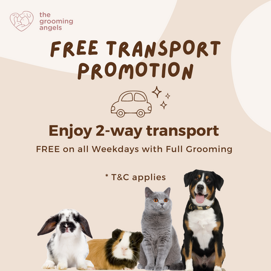 Free Transport Promotions