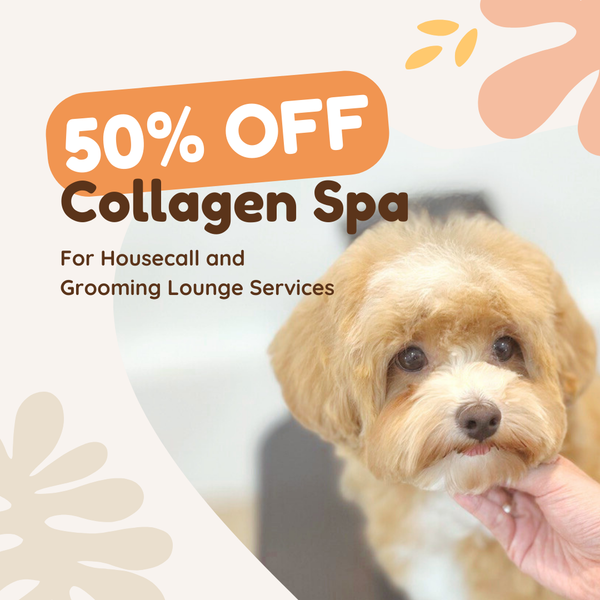 Hui Yi's pet — groomed at The Grooming Angels