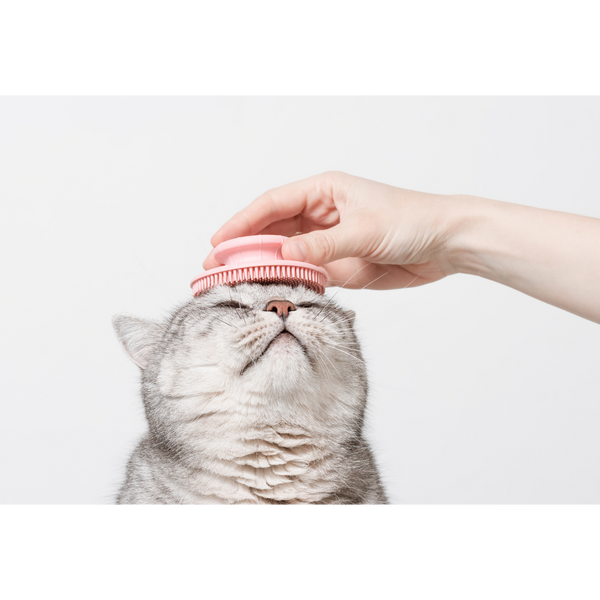 Sara's cat — groomed at The Grooming Angels